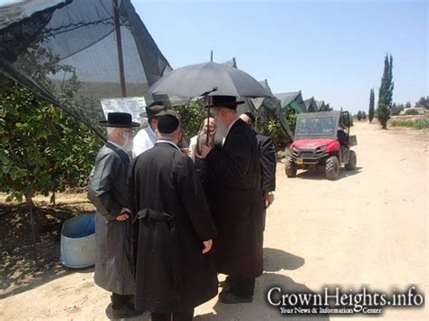 Picture Of The Day Rabbonim Visit Kfar Chabad Esrogim Orchard