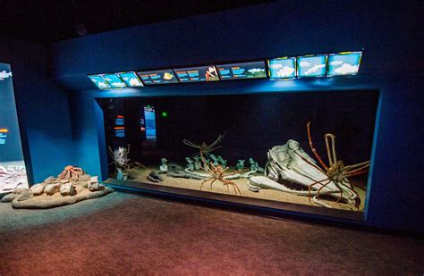 Monterey Bay Aquarium Showcases Rare Deep Sea Life In New 15 Million