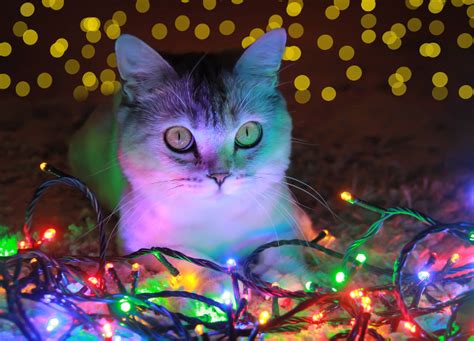 Holiday Stress And Cats Tips To Keep Your Kitty Calm At