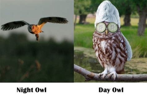 Inspirational owl quotes it's the little details i love. Night Owl Quotes. QuotesGram