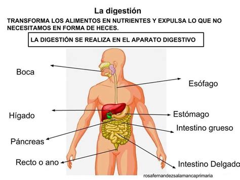 La digestión Funciones de nutricion Nutrición Ser humano