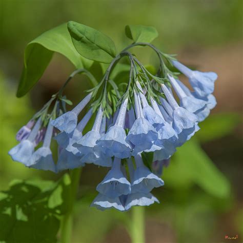 Pink Virginia Bluebells Or Virginia Cowslip Dspf0339 Photograph By