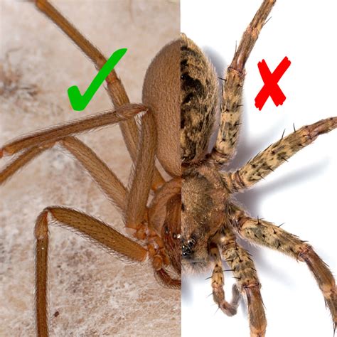 Pic Of Brown Recluse Spider Where Do Brown Recluse Spiders Hide So