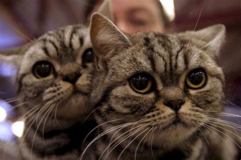 English pointers grow to about 23 to 28 inches tall and weigh anywhere from 45 to 75 pounds (20 to 33 kilograms). English Short Hair Cats; Image ONLY