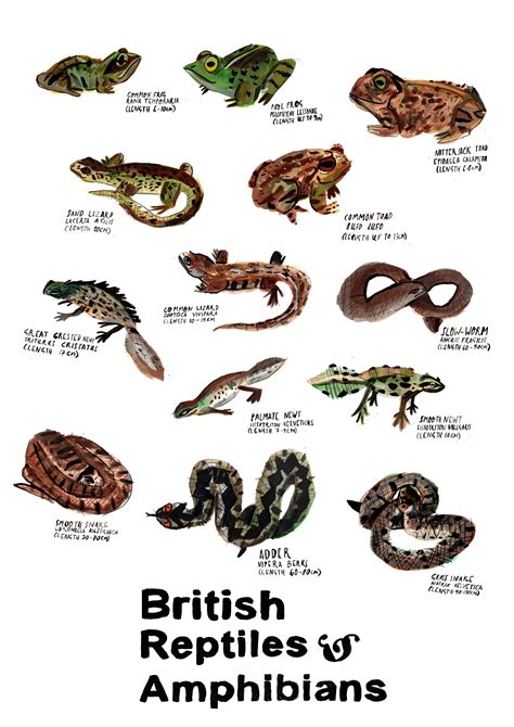 Cartel De Reptiles Y Anfibios Etsy