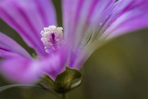 Shallow Focus Photography Of Pink Flower Malva Sylvestris Hd Wallpaper