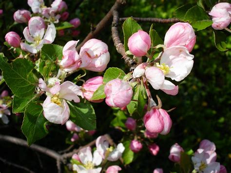 Apple Blossom Blossoms Tree Free Photo On Pixabay Pixabay