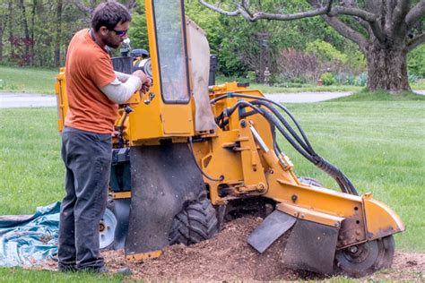 Everything You Need To Know About Stump Grinding