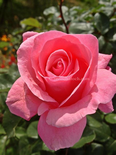 Hd Pic Of Beautiful Pink Rose