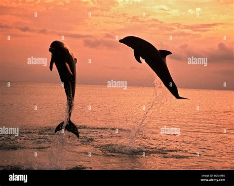 Tursiops Truncatus Delfine Springen Bei Sonnenuntergang Karibik