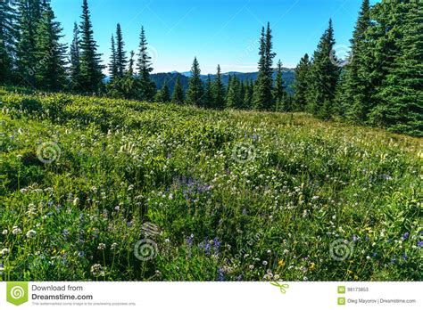 Alpine Field Fresh Green Meadows And Blooming Flowers And Forest Green