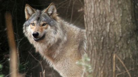 More than 200 wolves killed in Wisconsin hunt, much higher than quota