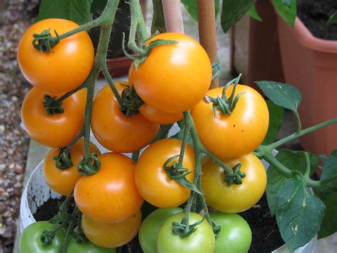 Golden King Of Siberia Tomato Seeds For Sale At Renaissance Farms