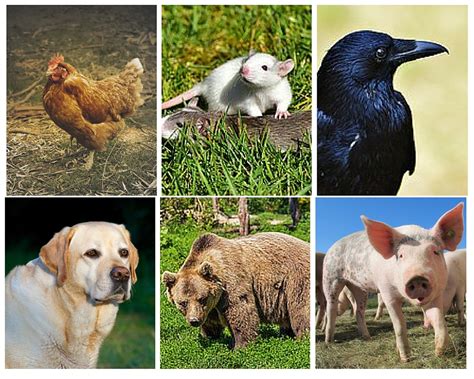 16 Top Difference Between Herbivores Carnivores And Omnivores With