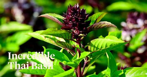 Thai Basil Is A Symphony Of Natures Own Flavor And Beauty Article O