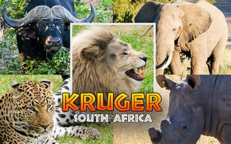 Guide To Game Driving In Kruger National Park South