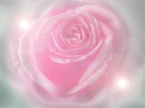 Beautiful Pink Roses Wallpapers Pink Rose Live Wallpaper Android