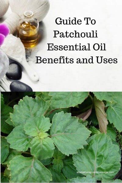 Patchouli Essential Oil Benefits And Uses In Aromatherapy