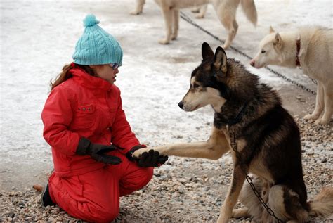 Retrouvez toute l'actualité du mushing, reportages, chroniques notre ami dominique grandjean, vétérinaire, spécialiste mondial reconnu des chiens de traîneaux, fait renaître l'esprit et les valeurs de la course mythique qu'a été l'alpirod. Chiens de traineaux