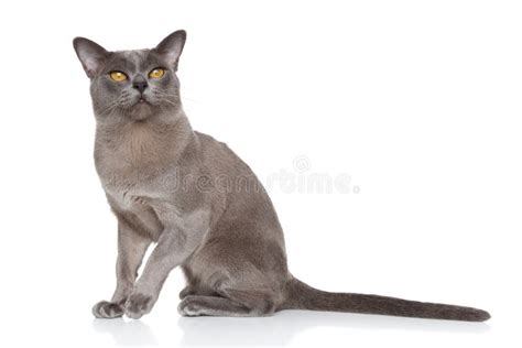562 Gray Burmese Cat Portrait Stock Photos Free And Royalty Free Stock