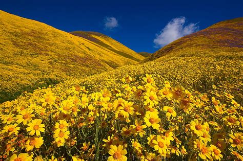 Flowers Flower California Hill Yellow Flower Hd Wallpaper Peakpx
