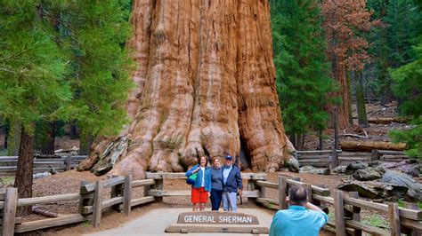 Top 10 Hotels Closest To General Sherman Tree In Sequoia National Park