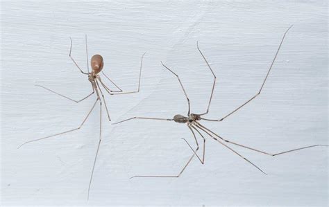 Although the risk of being bitten is low, these are potentially dangerous spiders. Blog - What North Carolina Property Owners Ought To Know ...