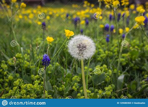 Dandelion And Flowers In The Meadow Stock Image Image Of Color