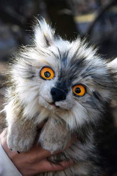 The night's watch arrive at the house of craster. Summer Direwolf from game of thrones by Asel Rin - Bear Pile