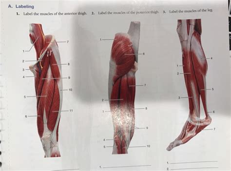 Vector image leg muscle anatomical structure, labeled front, side. Solved: Labeling 1) Label The Muscles Of The Anterior Thig ...