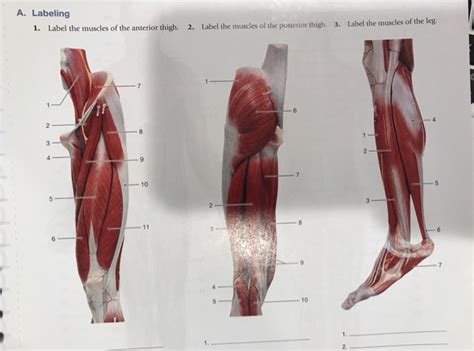 The muscles labelled in the anterior muscles diagram shown above are listed in bold in the following table they enable us to respond the anterior muscles. Solved: Labeling 1) Label The Muscles Of The Anterior Thig... | Chegg.com
