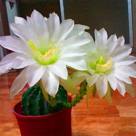 The ideal growing medium for sowing cactus seeds is a good potting mix with a layer of sand on top. Mixed Rare Cactus Seeds, 100pcs/pack - GreenSeedGarden