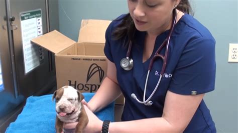 A Tiny Pit Bull Pup With A Broken Jaw Gets A Second Chance Thanks To