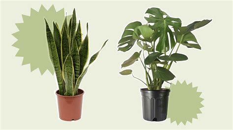 The 10 Most Popular Houseplants In The Uk Vrogue Co