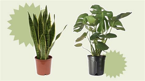 Best Houseplants For Beginners