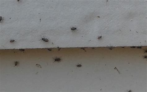 What Are These Tiny Gray Bugs In My House House Poster