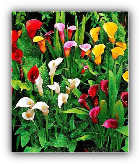 I nomi dei fiori per il bebè. Pin di Agostino (Tino) Carpentiere su Fiori e piante ...