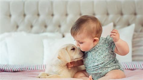 Why Do Dogs Sniff Babies Experts Explain This Curious Behavior