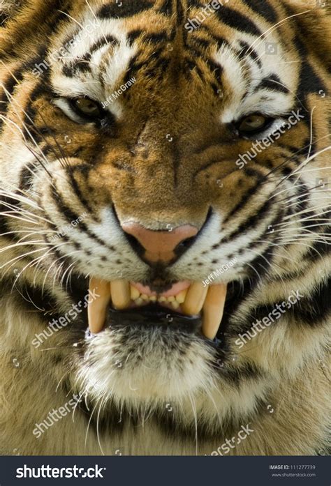 Tiger Smile Stock Photo 111277739 Shutterstock