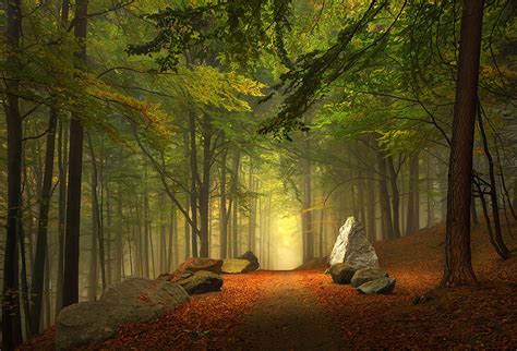 25 Magical Paths Begging To Be Walked Nature Photography Trees