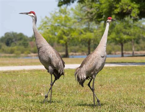 11 Birds That Look Like Cranes Species Habitats Unianimal