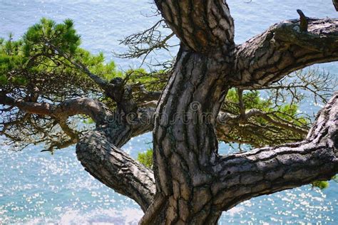 Twisted Pine Trunk On A Background Of The Turquoise Sea On A Sunny Day