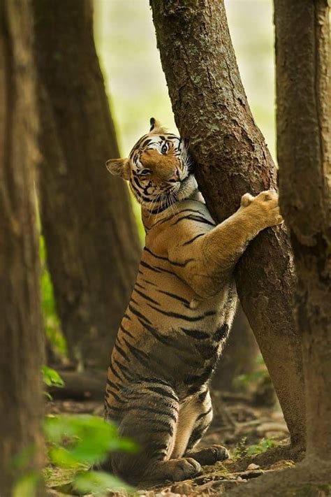 Psbattle Tiger Hugs A Tree Photoshopbattles Animais Tigres Leao