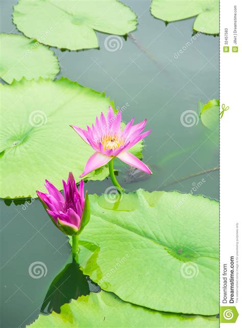 Close Up Pink Flower Lotus Stock Photos Image 32457583