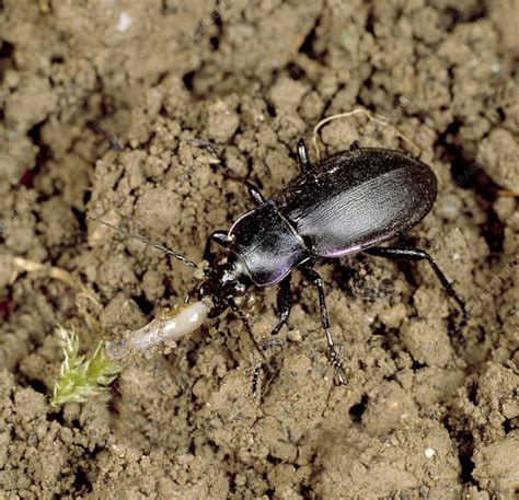 Violet Ground Beetle And Slug Stock Image Z3300682 Science Photo