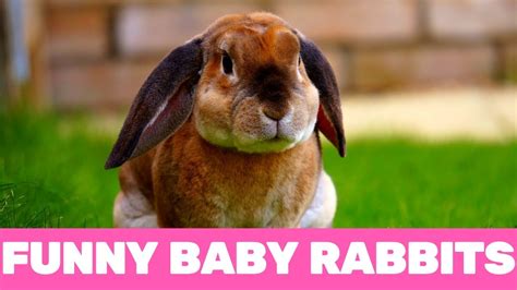 Funniest Baby Rabbit Compilation Of The Year Youtube