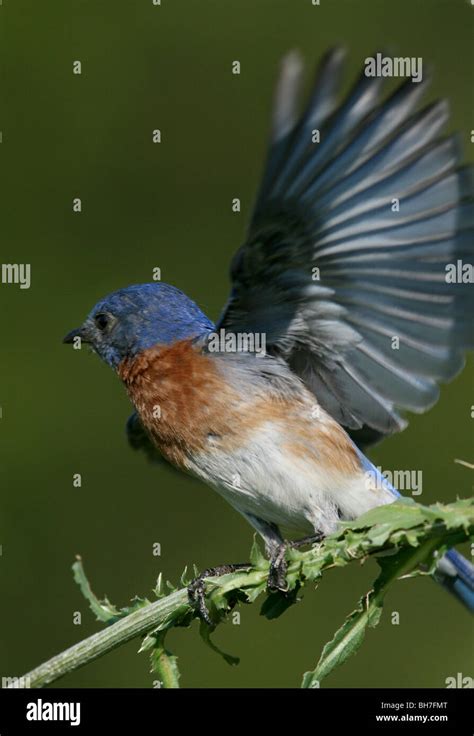 At Bluebird Hi Res Stock Photography And Images Alamy