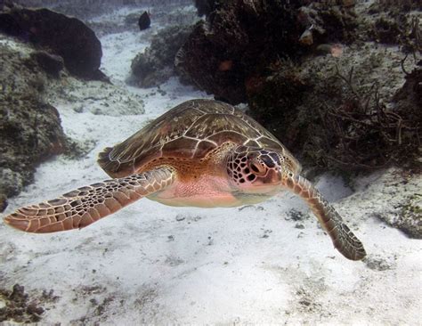Rare Green Sea Turtle Spotted Far From Home In Californias San Joaquin