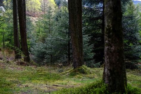 √ Ancient Forests Uk Map Alumn Photograph