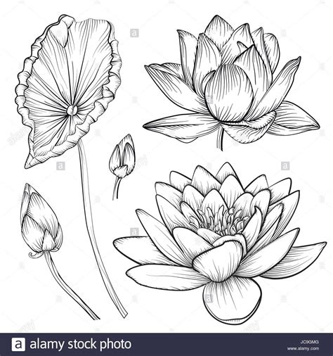 Download This Stock Vector Lotus Water Lily Vector Beautiful Flower